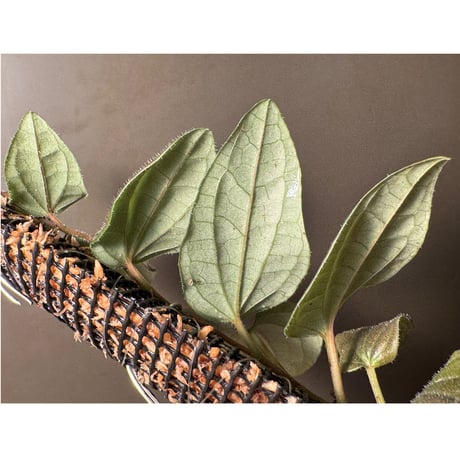Piper sp. Miao "Arunachal Pradesh" INDIA [ID]