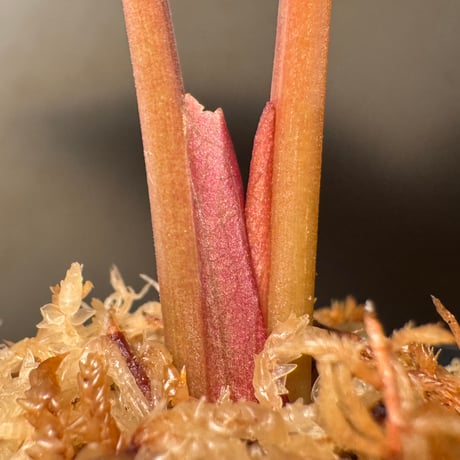 Homalomena sp. from Aceh Sumatera