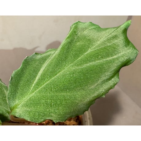 Homalomena sp. from Mt. Besar [LA0219-02]