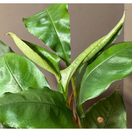 Schismatoglottis sp. from Pinoh Selatan Kalimantan Barat
