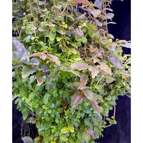 Pilea sp. from Choco Colombia [tanakay]