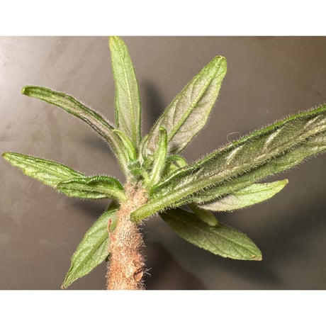 Columnea flexiflora