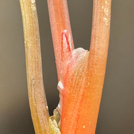 Homalomena sp. "Natal" Sumatra utara [TB2401]