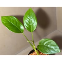 Schismatoglottis sp. Seruyan Hulu Kalimantan Tengah [PB0925-1]