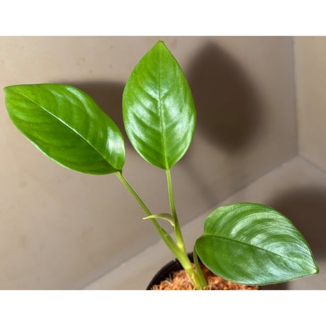 Schismatoglottis sp. Seruyan Hulu Kalimantan Tengah [PB0925-1]