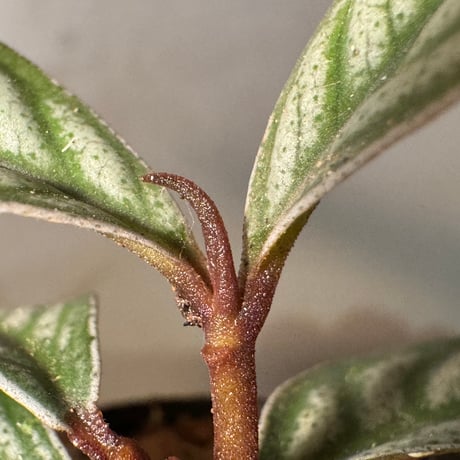 Ardisia sp. from Bukittinggi