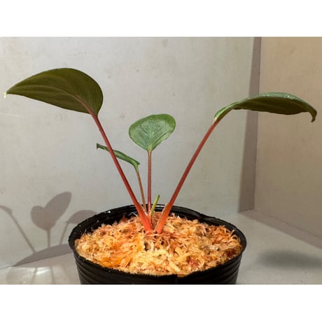 Homalomena sp. from Tawau [TK071116-1] ②