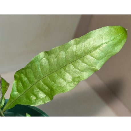 Microsorium sp. Sarawak Giant ミクロソリウム sp. サラワクジャイアント