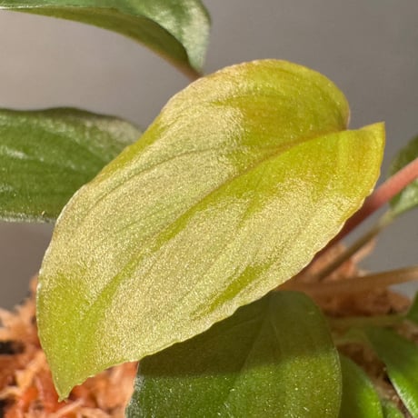 Homalomena sp. from Cameron Highlands [TK140717]
