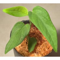 Anadendrum sp. Seruyan Hulu Kalimantan Tengah [PB0925-1]