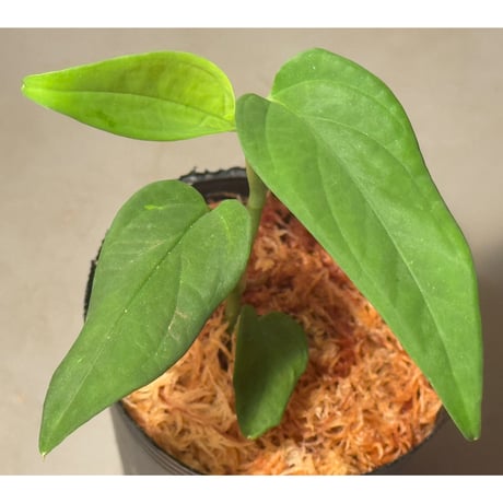 Anadendrum sp. Seruyan Hulu Kalimantan Tengah [PB0925-1]