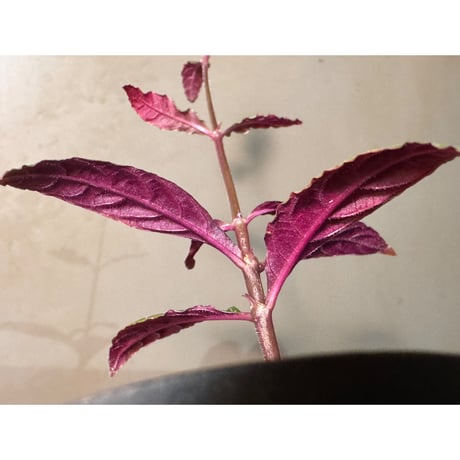 Palicourea sp. from El Pangui [ECUAGENERA]