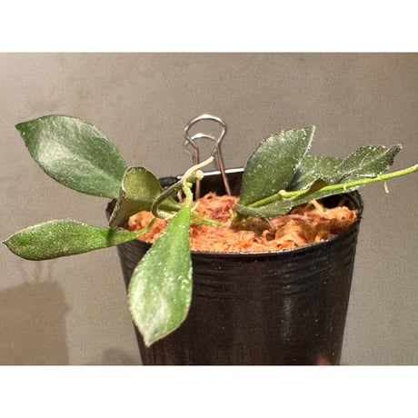 Hoya sp. from Mamasa West Sulawesi 伊藤蟻植物農園