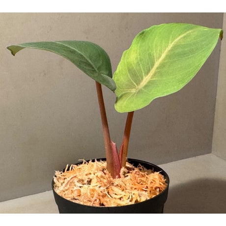 Homalomena sp. from Aceh Sumatera