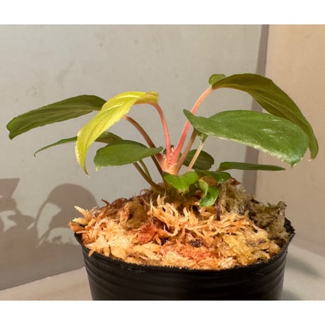 Homalomena sp. from Cameron Highlands [TK140717]