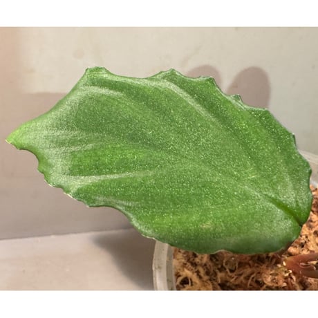 Homalomena sp. from Mt. Besar [LA0219-02]