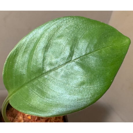 Schismatoglottis sp. Seruyan Hulu Kalimantan Tengah [PB0925-1]