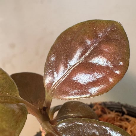 Ardisia sp. from Kayulapis [TB]