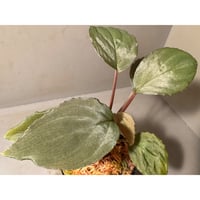Homalomena sp. "Amber Velvet" from Kepulauan Riau