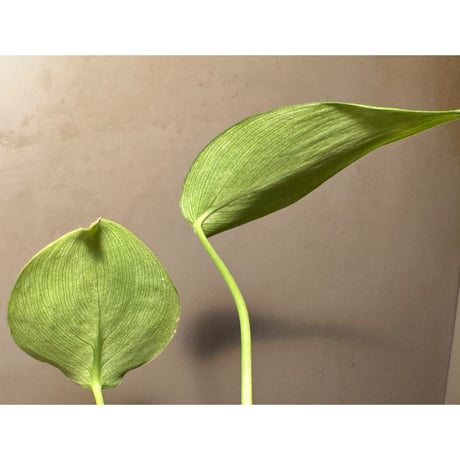 Homalomena havilandii from Kalimantan Barat