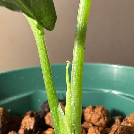Schismatoglottis sp. from Chaina [カミハタ]