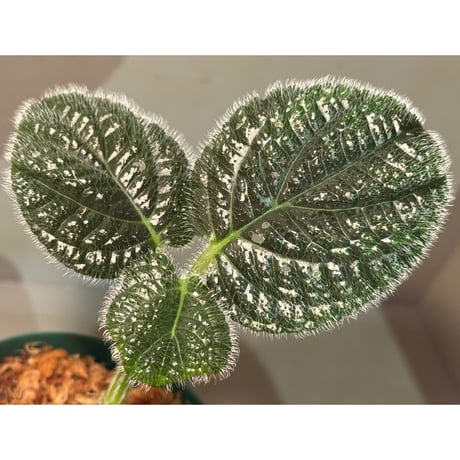 Pilea sp. from Choco Colombia [tanakay]