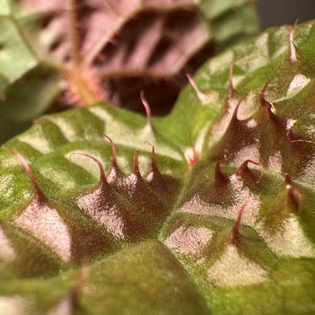 Begonia susaniae