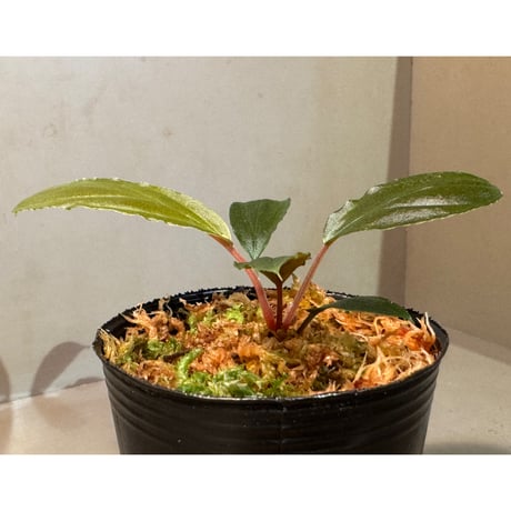 Homalomena "Euc×PN" [LA-hyb.23-39]