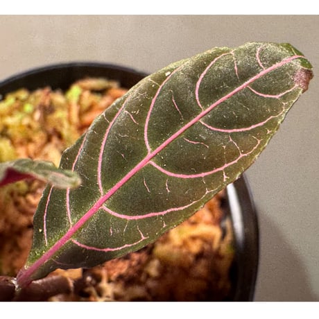 Palicourea sp. from El Pangui [ECUAGENERA]