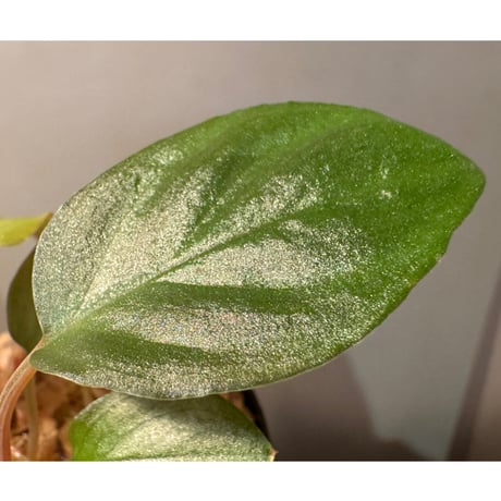 Homalomena sp. from Cameron Highlands [TK140717]