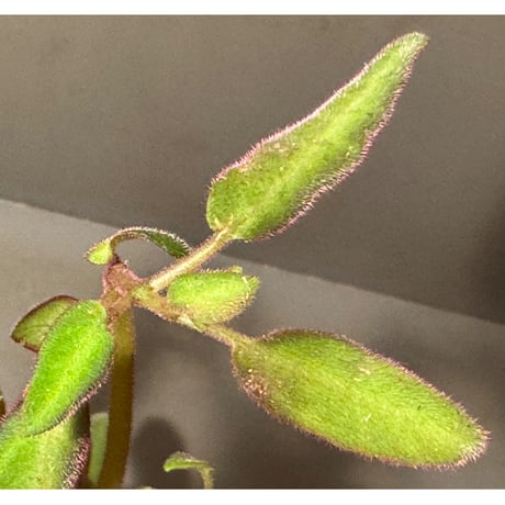 Sonerila sp. from Kapuas Hulu Kalimantan Barat