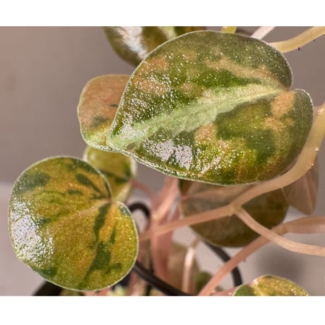 Peperomia columbiana 'Variegated'