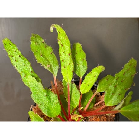 Begonia ambodiforahensis from Madagascar [LA0022-05z]