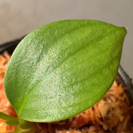Homalomena sp . from Jerteh [TK090118-2]