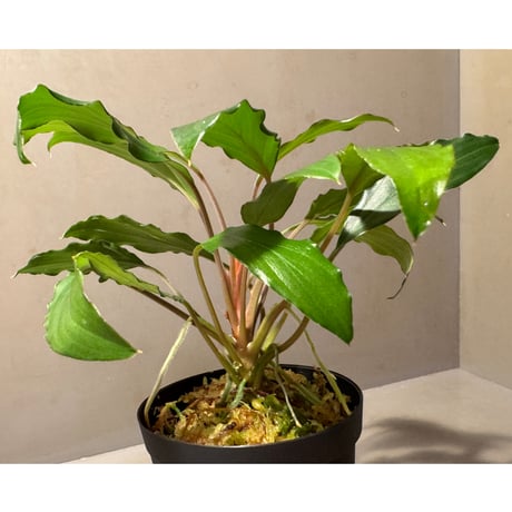 Homalomena sp. from Banten