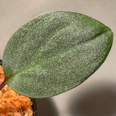 Homalomena sp. from Tawau [TK071116-1] ②