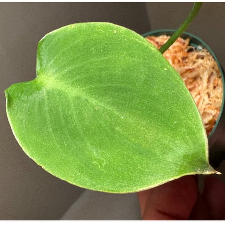 Homalomena havilandii from Kalimantan Barat