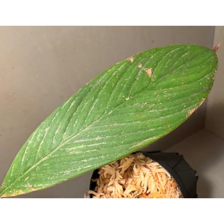 (緑葉) Homalomena sp. Indragiri Hulu Riau Sumatera