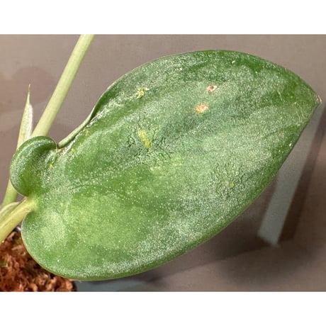 Scindapsus sp. 'Sparkling'