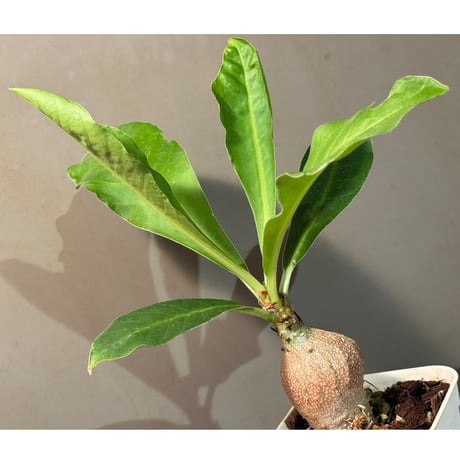 Myrmecodia spec. passport from Baliem Valley, Irian Jaya (実生)