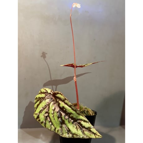 Begonia Variabilis [TK260915]