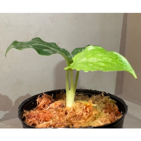 Schismatoglottis rongisupata from West Kalimantan