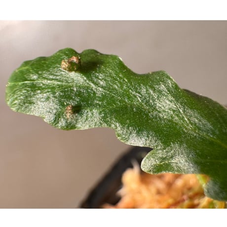 Bolbitis sinuosa from Philippines