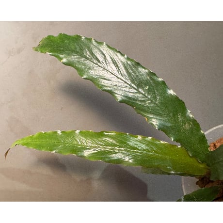 Schismatoglottis sp. "Dragon Tail" from Pangkalan Bun