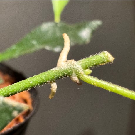 Hoya sp. from Mamasa West Sulawesi 伊藤蟻植物農園