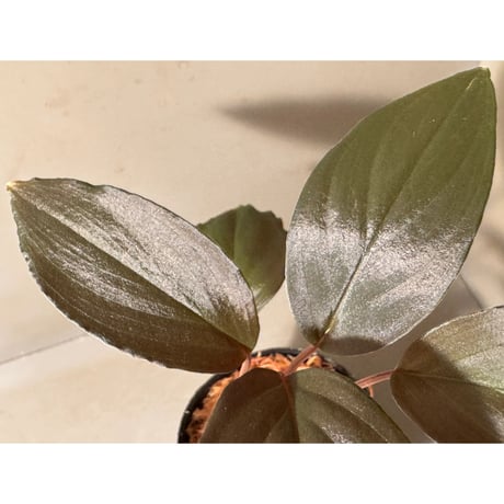 Homalomena sp. "Black Sapphire" from Kepulauan riau
