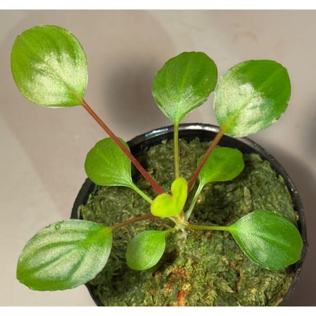 Homalomena sp. from Tambunan [TK200217]