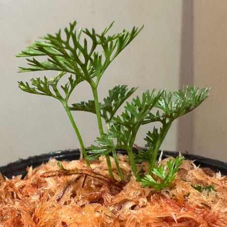 Davallia cf. parvula from Sanggau West Kalimantan ①