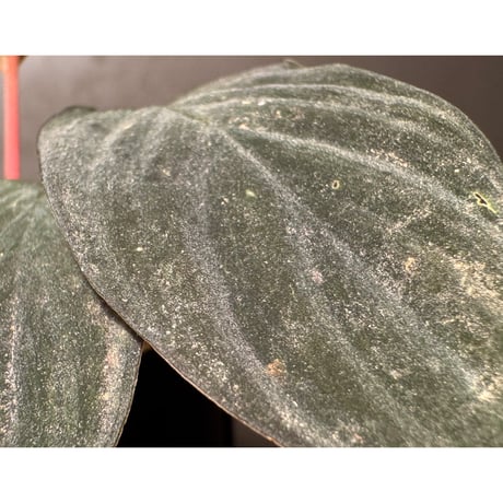 (黒葉) Homalomena sp. from Indragiri Hulu Riau Sumatera