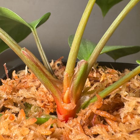 Homalomena sp. "Green widow" from Padang sidempuan [AZ0724-1]